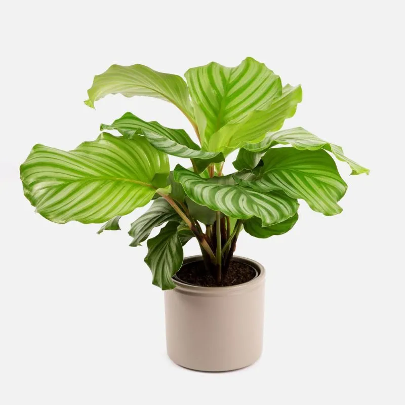 Đuôi Công Táo Xanh giúp không gian trở nên sống động và đầy tính nghệ thuật