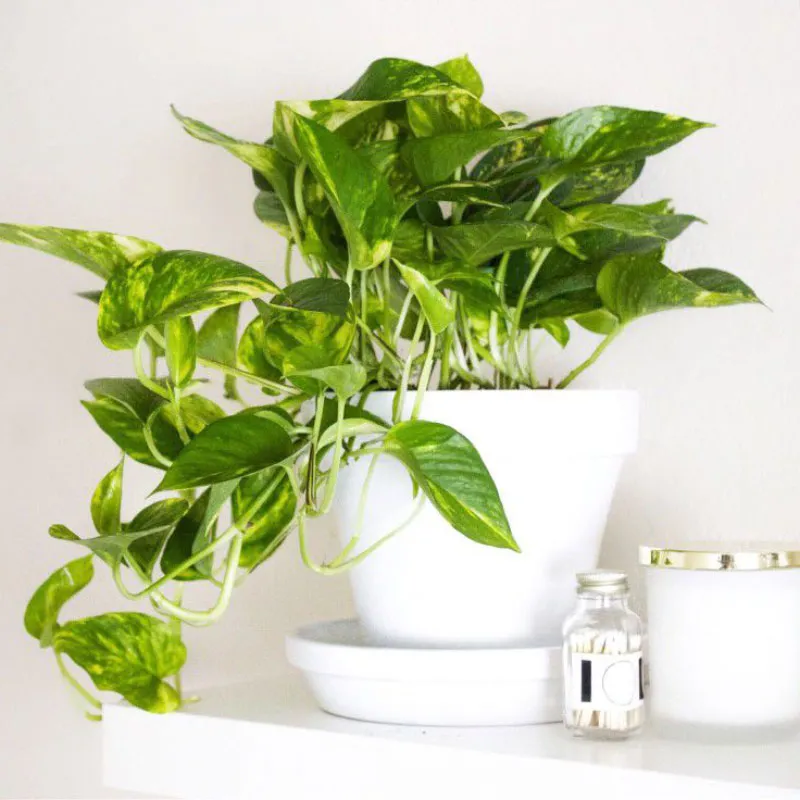 Trầu Bà là loại cây có sức sống mãnh liệt nhất trong môi trường văn phòng