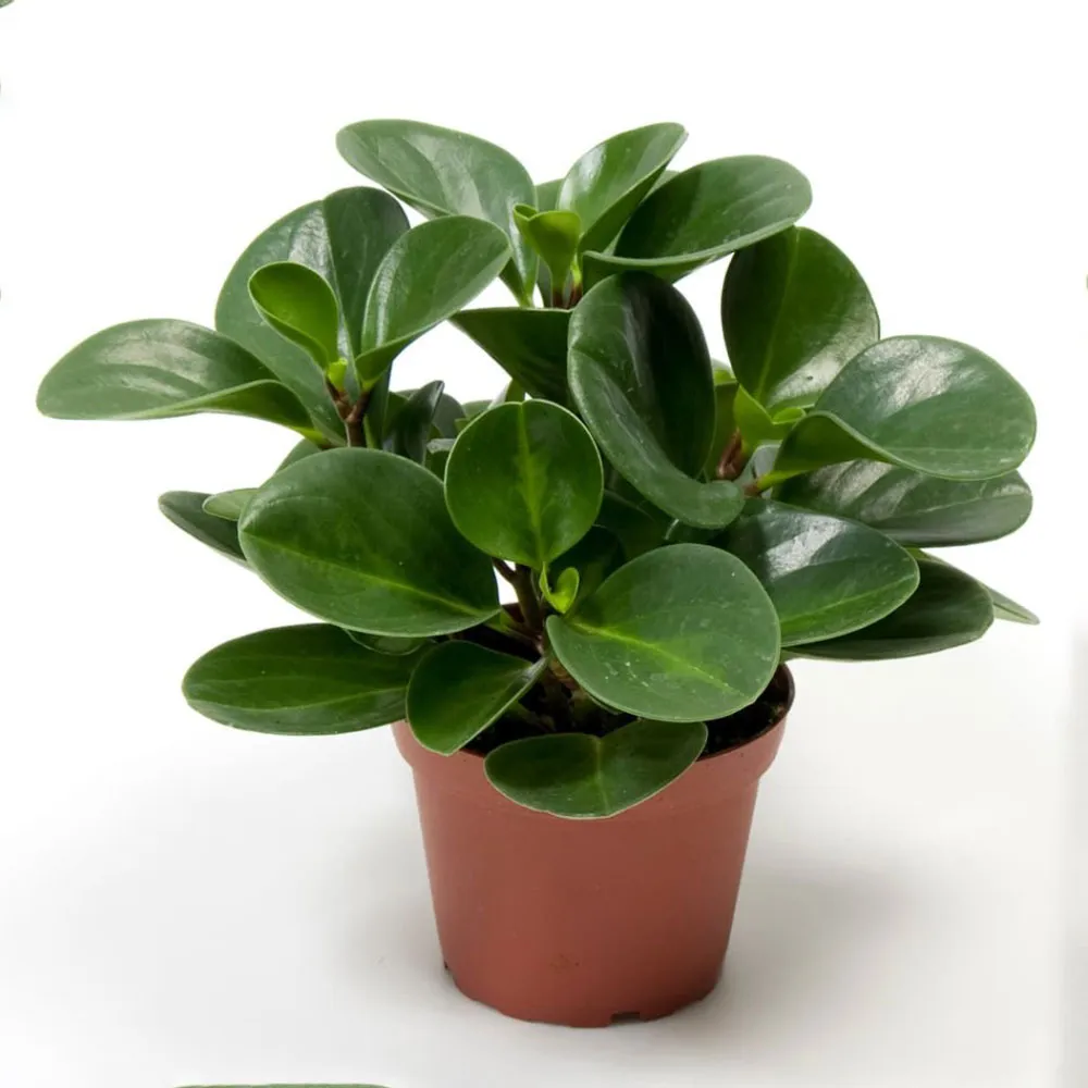 Cây Trường Sinh tượng trưng cho sự bền bỉ và sức khỏe dẻo dai