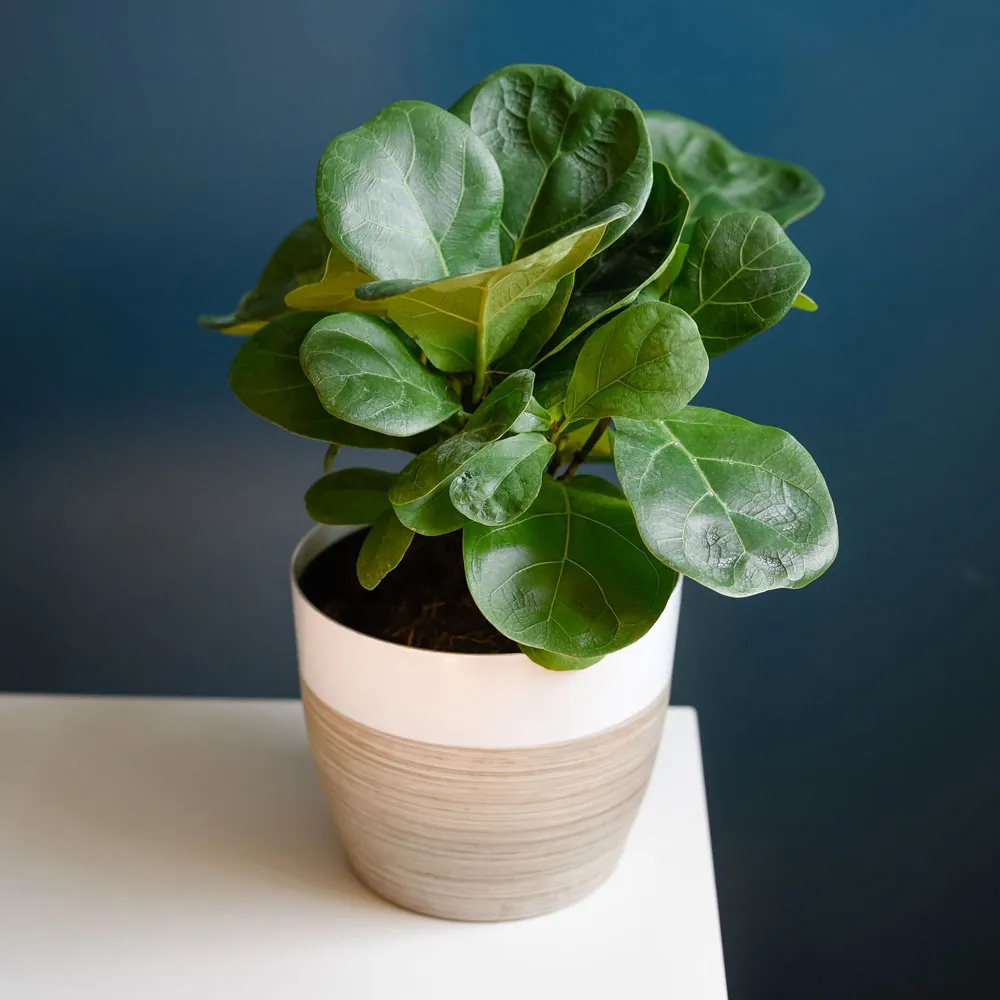 Bàng Singapore mini cho không gian sáng tạo