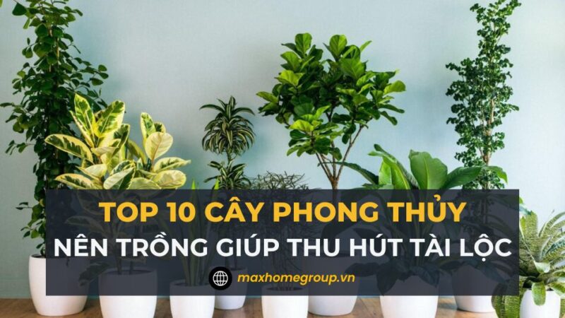 Cây Cảnh Trong Nhà Hợp Mệnh Thổ Giúp Thu Hút Tài Lộc Và May Mắn