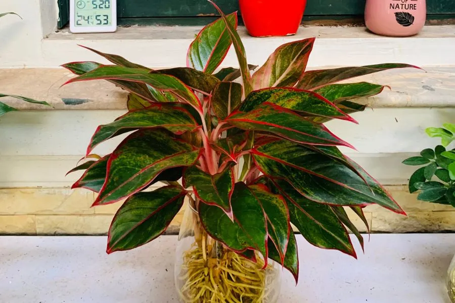 Giống như tên gọi của mình, cây phú quý mang đến sự giàu sang, may mắn, phú quý cho gia chủ.