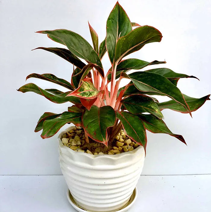 Cây Phú Quý với lá xanh pha viền đỏ hợp mệnh Hỏa