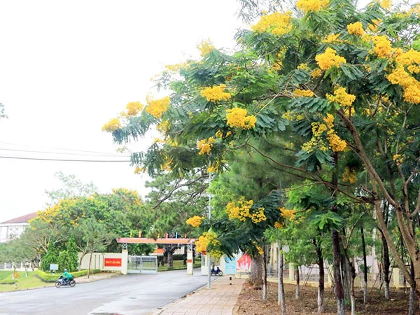 Cây phượng vĩ vàng tỏa bóng mát rộng lớn trên đường phố