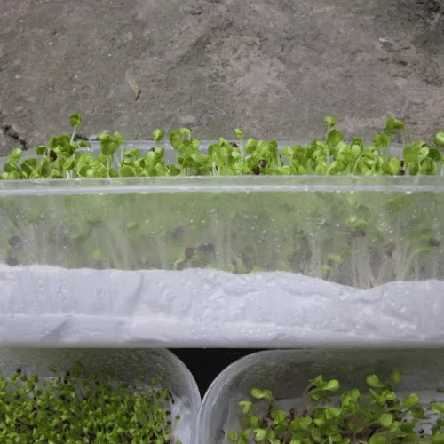 Cây rau mầm phát triển xanh tốt trên giá thể trồng rau mầm tiêu chuẩn