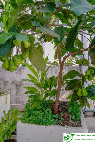 Cây roi trồng chậu vừa đem lại quả dinh dưỡng, vừa tốt cho phong thủy