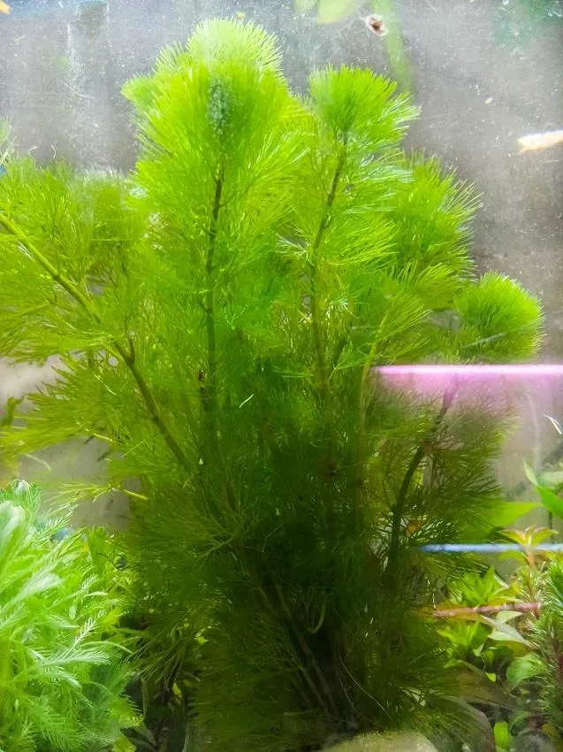 Hình ảnh rong đuôi chó phát triển mạnh mẽ dưới nước