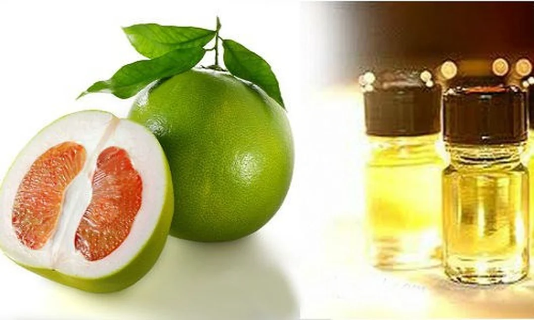 Cây sả chanh dùng để chưng cất tinh dầu xua đuổi côn trùng