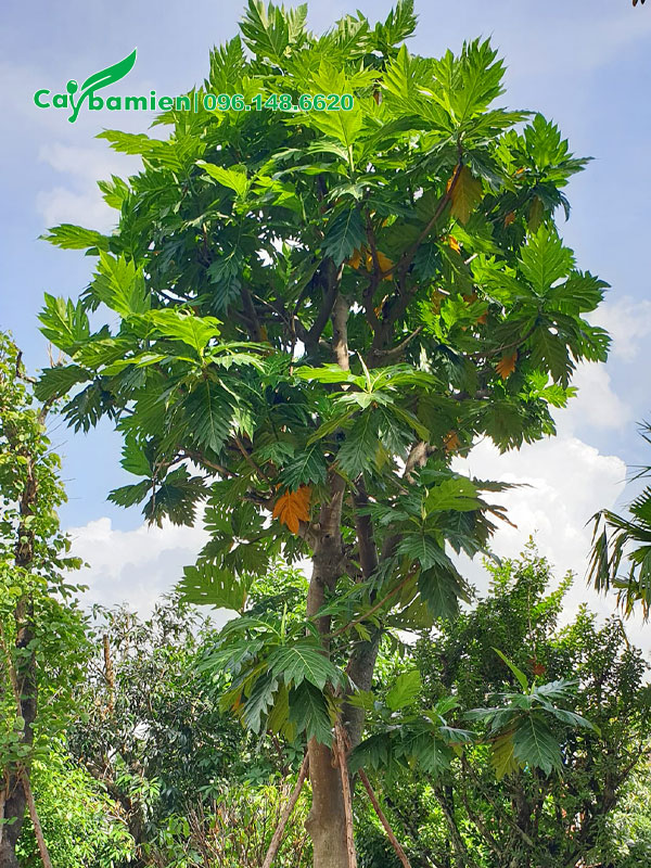 Cây Sake Có Trồng Được Ở Miền Bắc Không? Hướng Dẫn Chi Tiết Từ A-Z