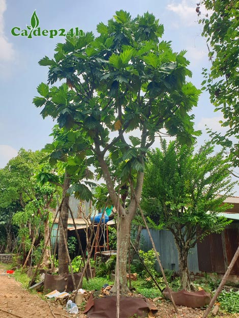 Cây Sake Có Trồng Được Ở Miền Bắc Không? Hướng Dẫn Chi Tiết Từ A-Z