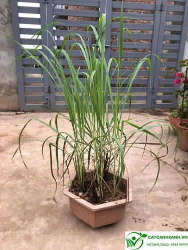 Sả trồng chậu làm rau gia vị, thanh lọc không khí