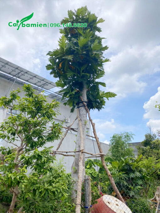 Cây Sake Có Trồng Được Ở Miền Bắc Không? Hướng Dẫn Chi Tiết Từ A-Z