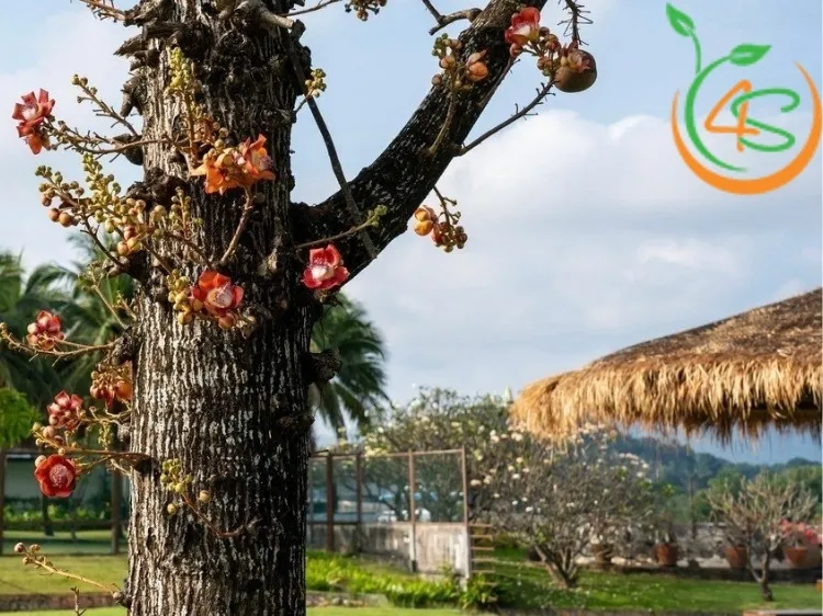 Giới thiệu về đặc điểm sinh trưởng và hình thái của cây sala