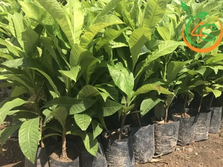 Cung cấp đủ ánh sáng giúp rút ngắn thời gian cây sala bao lâu ra hoa