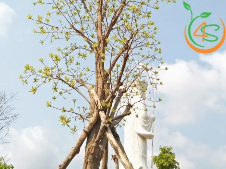 Bí quyết bón phân và tưới nước để cây sala sớm cho hoa đẹp