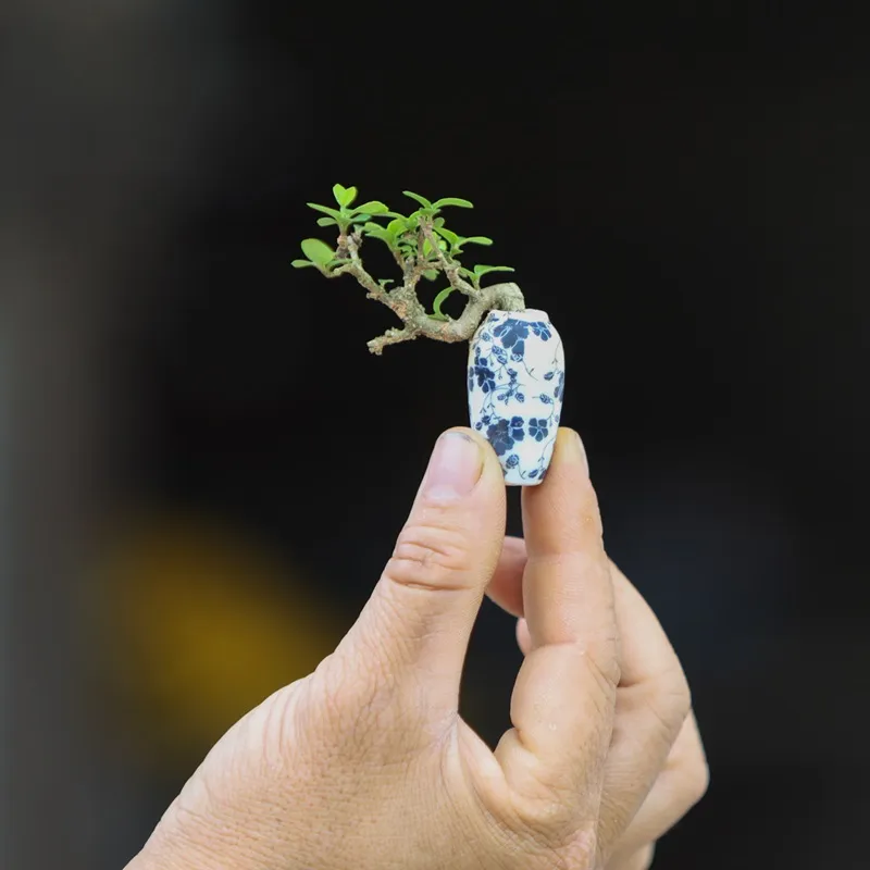 Đặc tính của cây Sam Hương bonsai