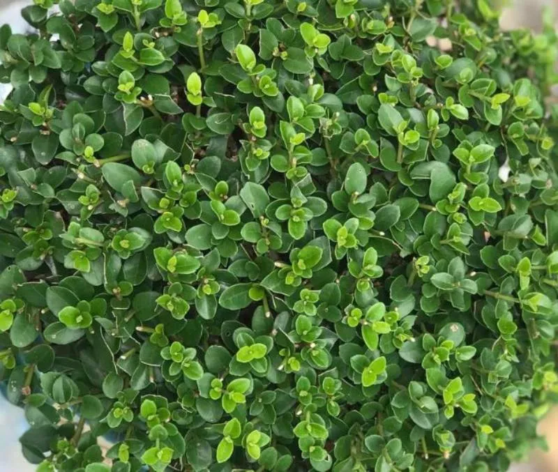 Sam Hương Đài Loan