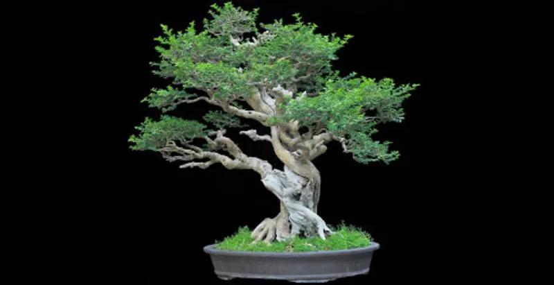 Sam Hương trong tự nhiên