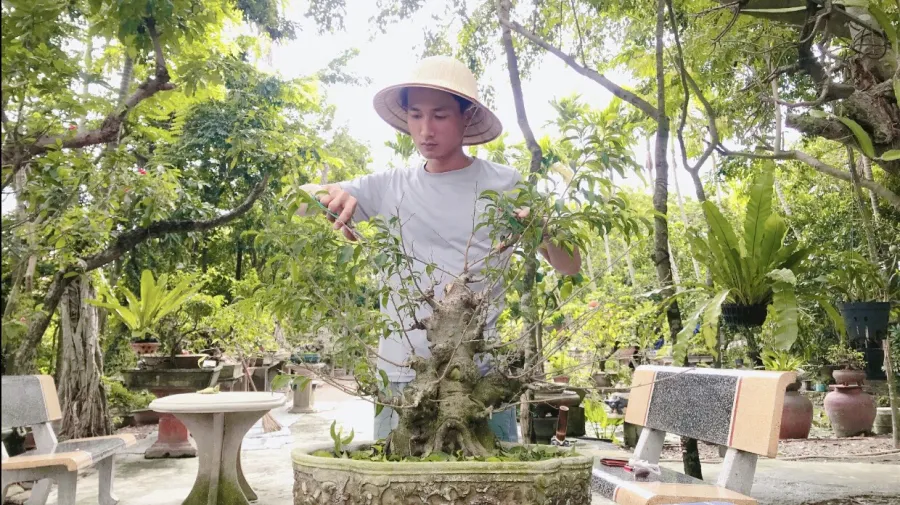 Cây Sanh Bonsai Mini Ôm Đá - Chăm Sóc và Trồng Cây Chuẩn