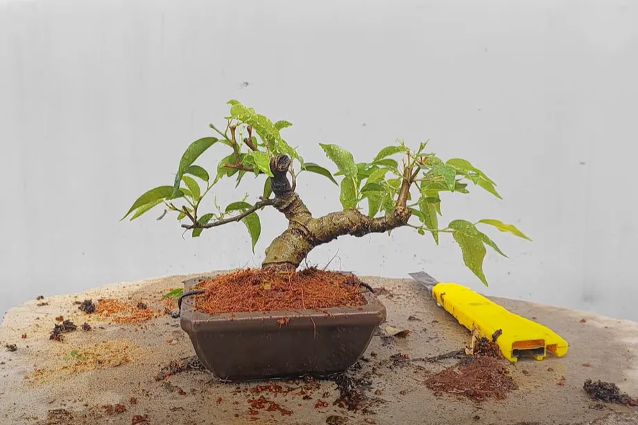 Cây Sanh Bonsai Mini Ôm Đá - Chăm Sóc và Trồng Cây Chuẩn