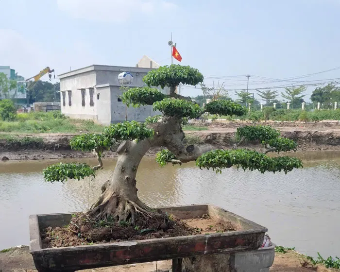 Cây sanh dáng huyền