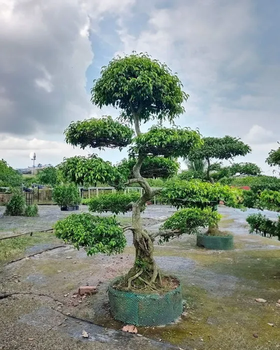 Cây sanh dáng trực