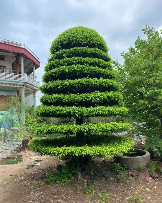 Cây sanh tán tròn 9 tầng