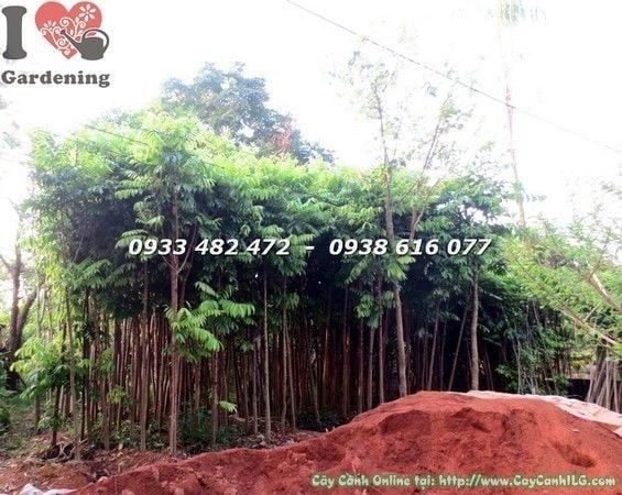 Mua Đất Thịt Trồng Cây TPHCM: Hướng Dẫn Chi Tiết Từ Chuyên Gia