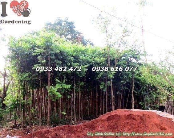 Mua Đất Trồng Cây Ở Đâu Tại TPHCM: Hướng Dẫn Chi Tiết Từ Chuyên Gia