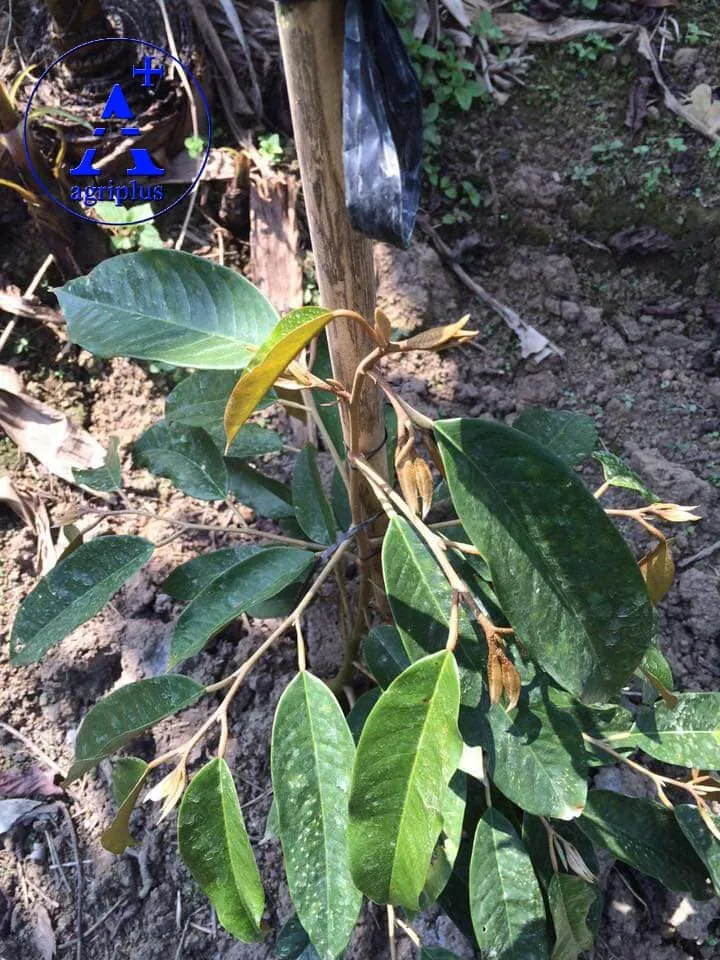 Cây sầu riêng đã xuất hiện “mũi giáo” cần phun trừ rầy