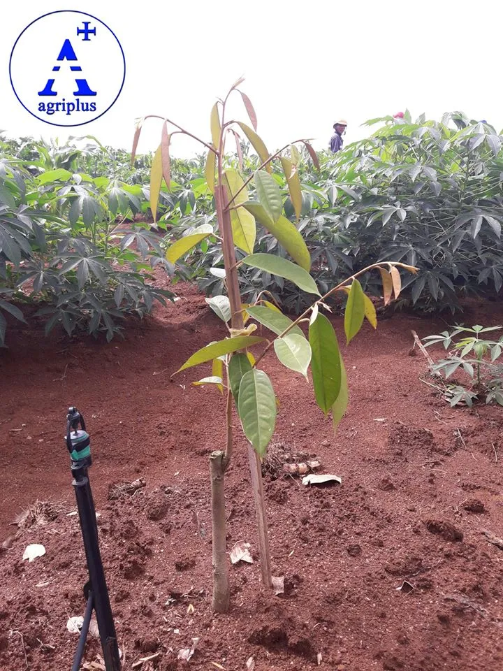 Cây sầu riêng đang đi đọt