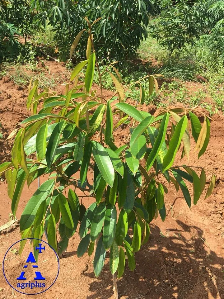 Cây phát triển tốt khi chăm sóc đúng kỹ thuật