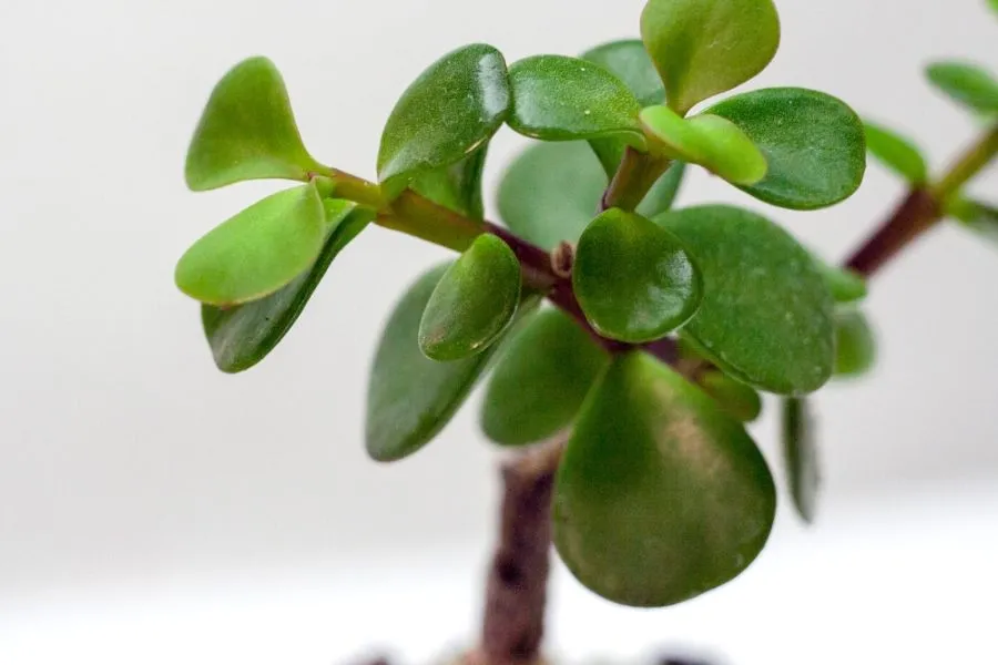Bệnh nấm phấn trắng trên lá cây đô la