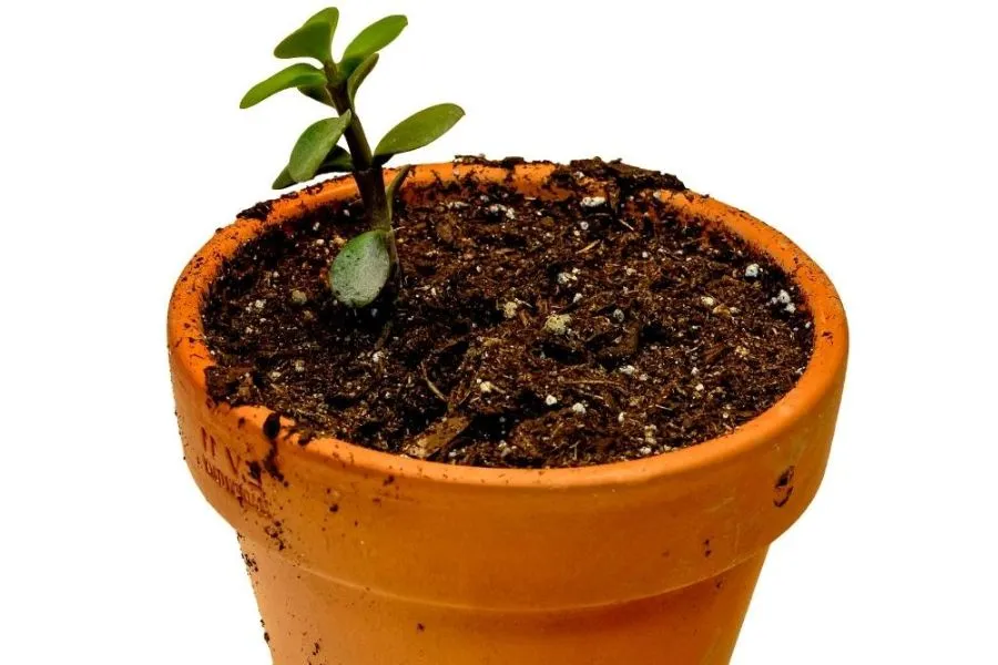 Cành sen đá đô la sẵn sàng để giâm