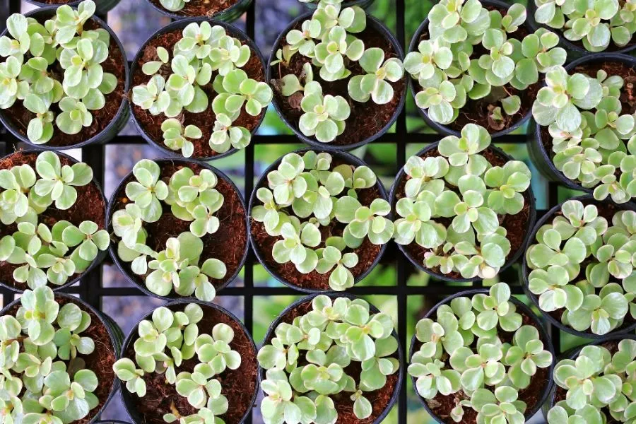 Chậu cây đô la với hệ thống rễ nông