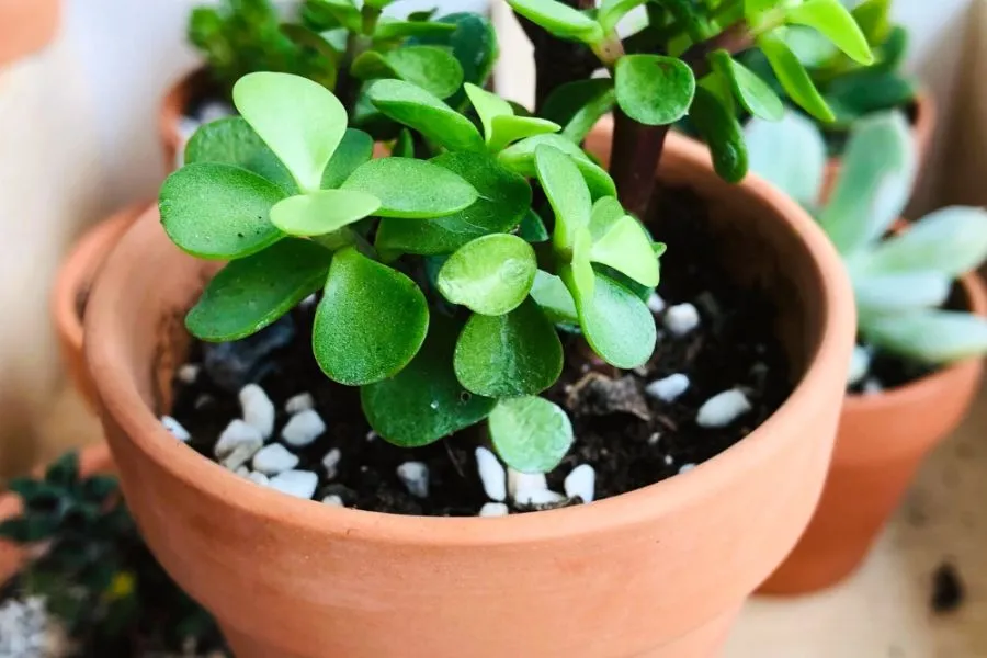 Cây đô la cần bón phân tối thiểu vào mùa xuân và thu