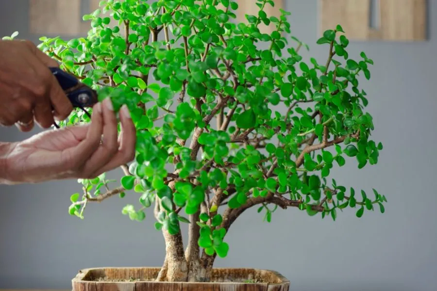 Cắt tỉa cành cây đô la để giữ dáng