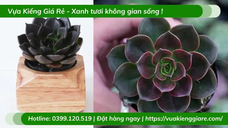 Cây sen đá nâu để bàn