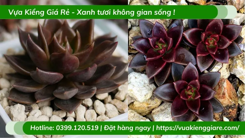 Cây sen đá nâu để bàn