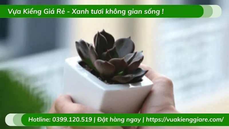 Cây sen đá nâu để bàn