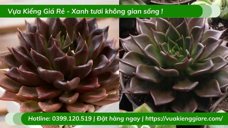 Cây sen đá nâu để bàn