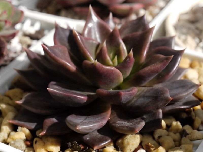 Cây Sen Đá Nâu (Sen Đá Socola)