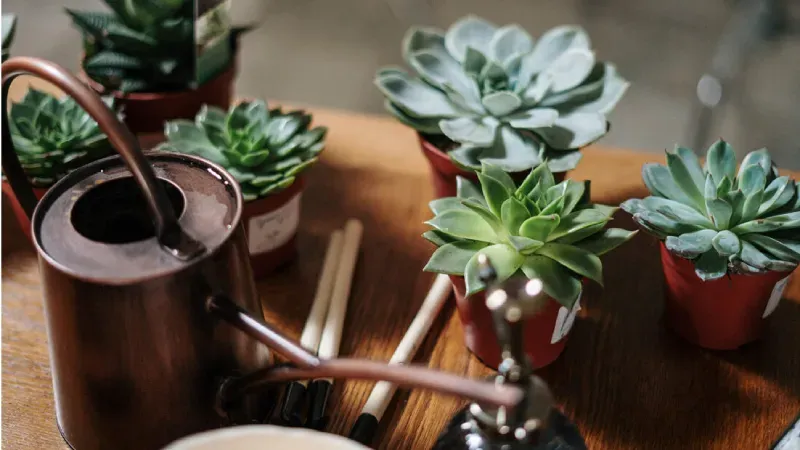 Cây sen đá có thể giải phóng oxy cả ngày lẫn đêm