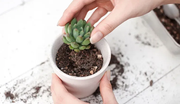 Xử lý cây sen đá khi mới mua về