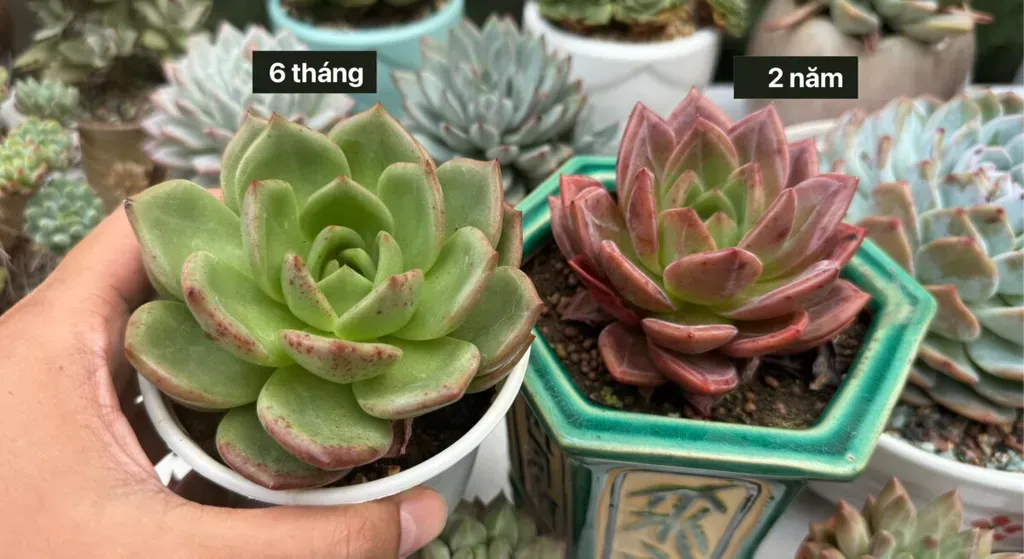 Sen đá lên màu rực rỡ sau khi sử dụng thủ thuật ép màu