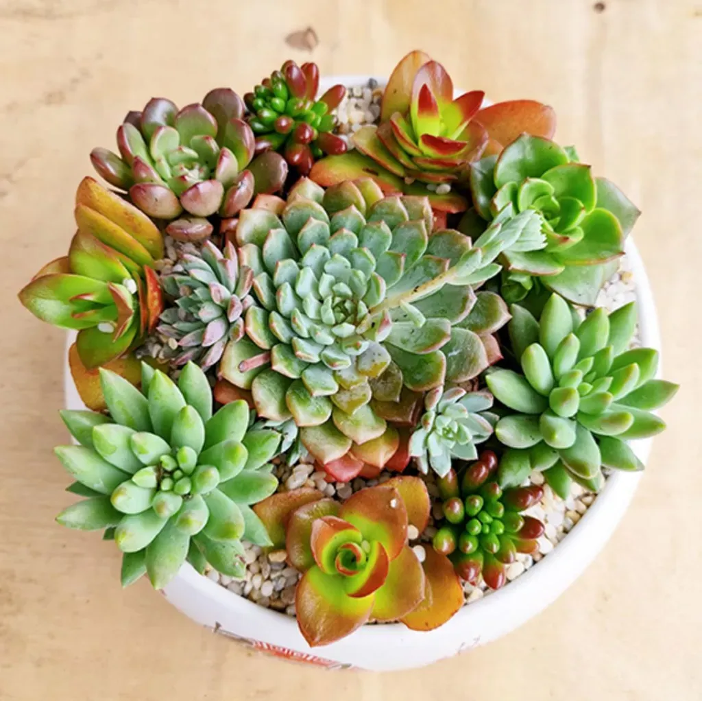 Khi trồng sen đá trên ban công hướng Tây, cần chú ý che chắn nắng vào buổi trưa muộn để tránh làm cháy lá cây.