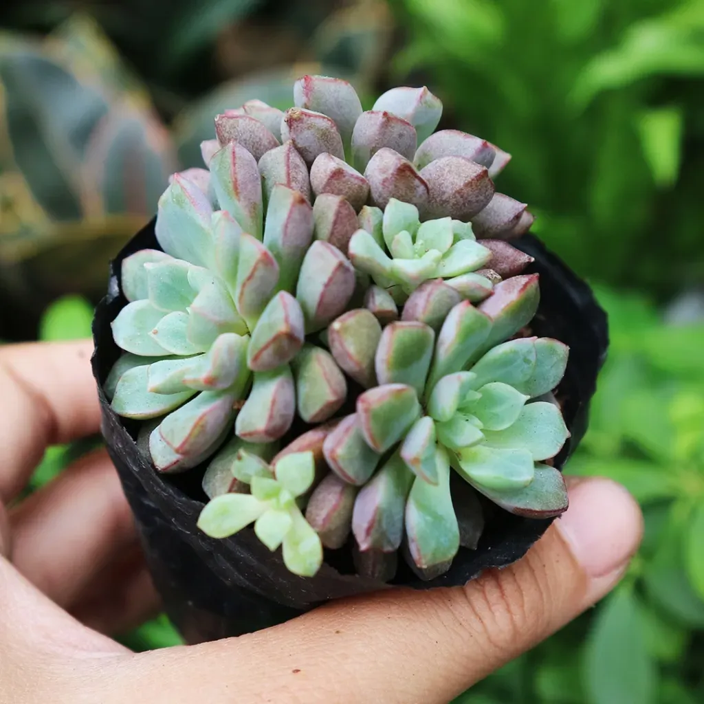 Mẫu sen đá kim cương tím độc đáo và đẹp mắt