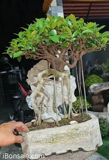 Cây Sanh Bonsai Mini Ôm Đá - Chăm Sóc và Trồng Cây Chuẩn