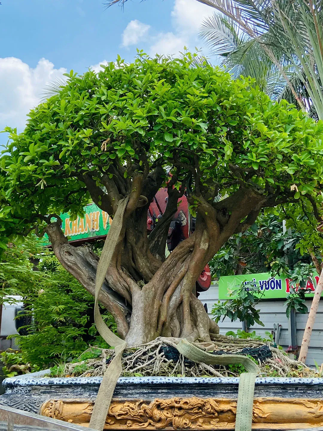 Cây Sơ ri bonsai với gốc rễ vững chãi