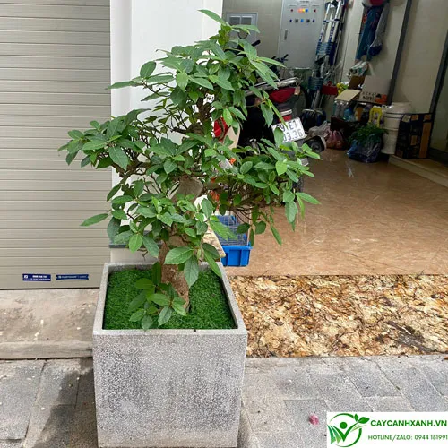 Cây sung trồng trước cửa nhà - Đại diện cho sự sung túc